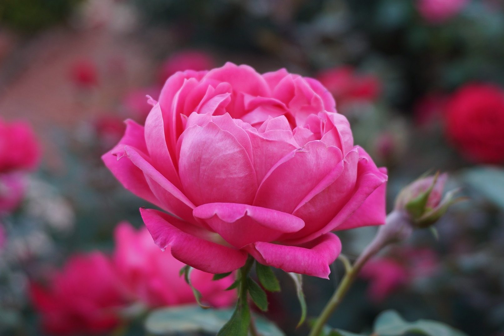 Foto von Rose in voller Blüte