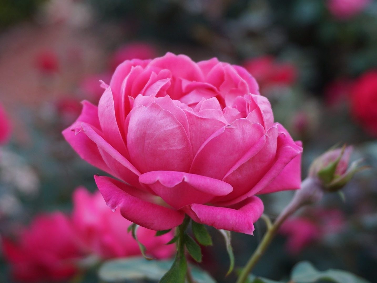 Foto von Rose in voller Blüte